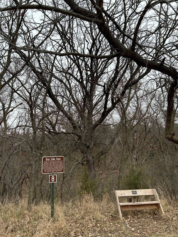Bur Oak Tree Marker and Tree in the Draw image. Click for full size.