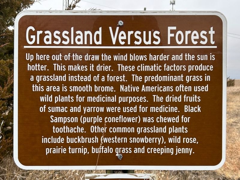 Grassland Versus Forest Marker image. Click for full size.