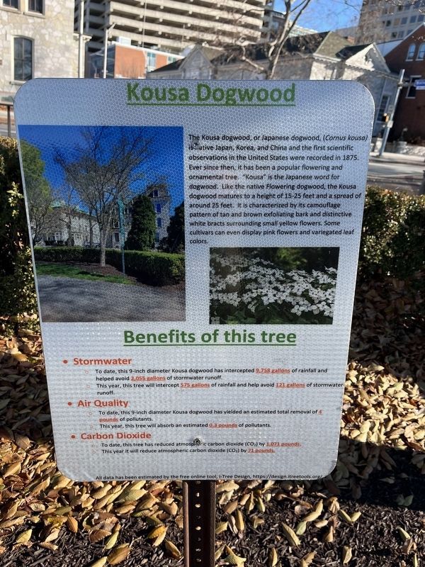 Kousa Dogwood Marker image. Click for full size.