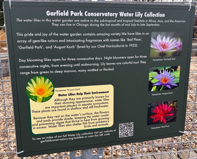 Garfield Park Conservatory Water Lily Collection Marker. Click for full size. Garfield Park Conservatory Water Lily Collection Marker image. Click for full size.
