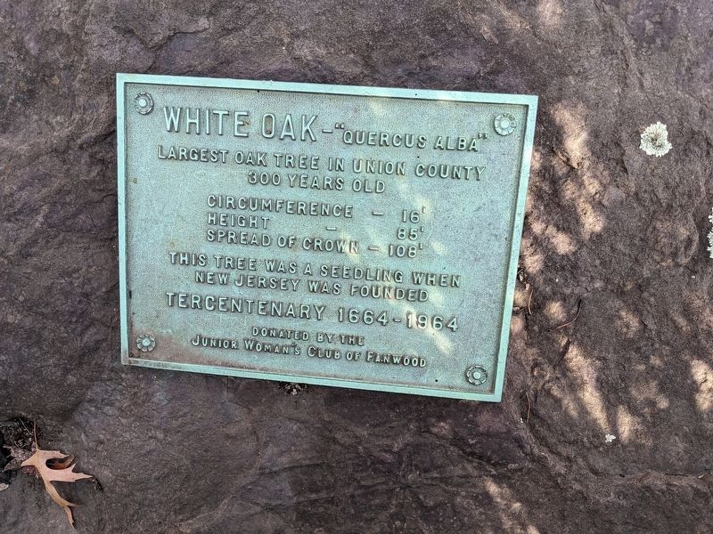 White Oak "Quercus Alba" Marker. Click for full size. White Oak "Quercus Alba" Marker image. Click for full size.