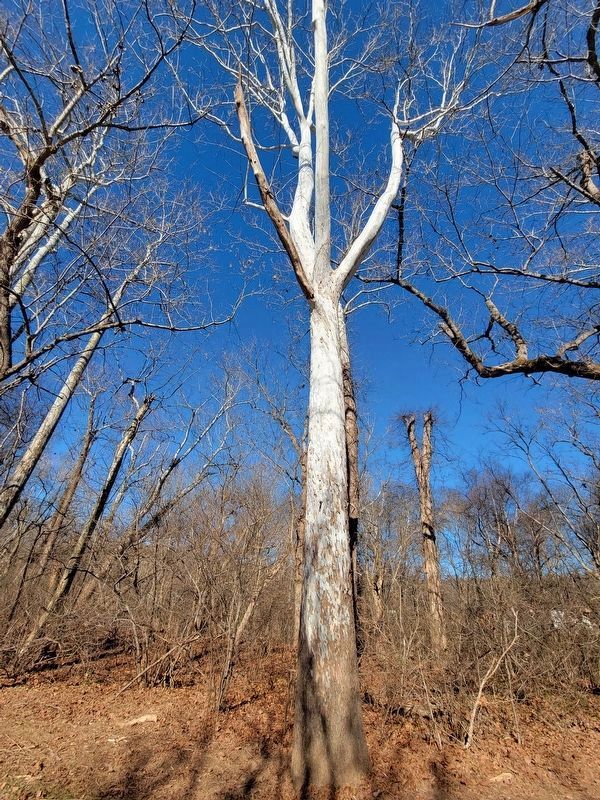 Ghost Tree image. Click for full size.