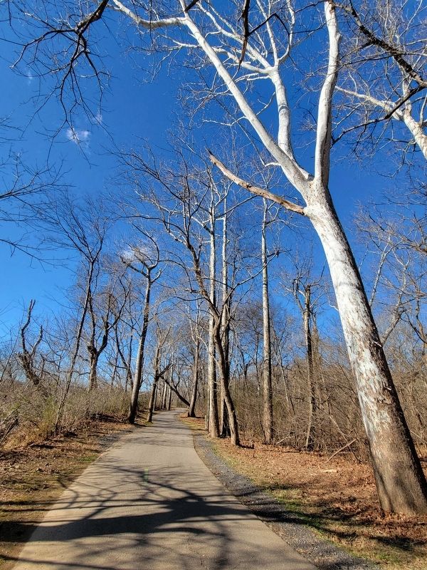 Ghost Trees image. Click for full size.