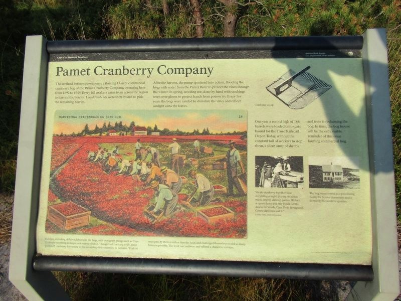Pamet Cranberry Company Marker. Click for full size. Pamet Cranberry Company Marker image. Click for full size.