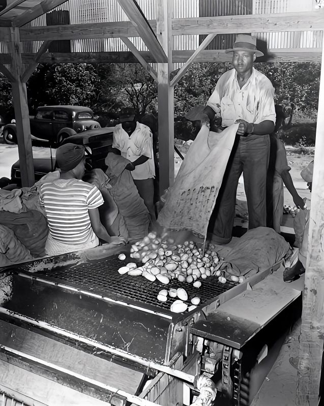 Washing potatoes at the Wetumpka Fruit Company - Hastings, Florida. 1947. Click for full size. Washing potatoes at the Wetumpka Fruit Company - Hastings, Florida. 1947 image. Click for full size.
