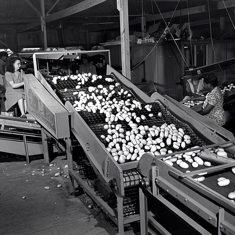 Processing potatoes at the Wetumpka packing house - Hastings, Florida, 1947. Click for full size. Processing potatoes at the Wetumpka packing house - Hastings, Florida, 1947 image. Click for full size.