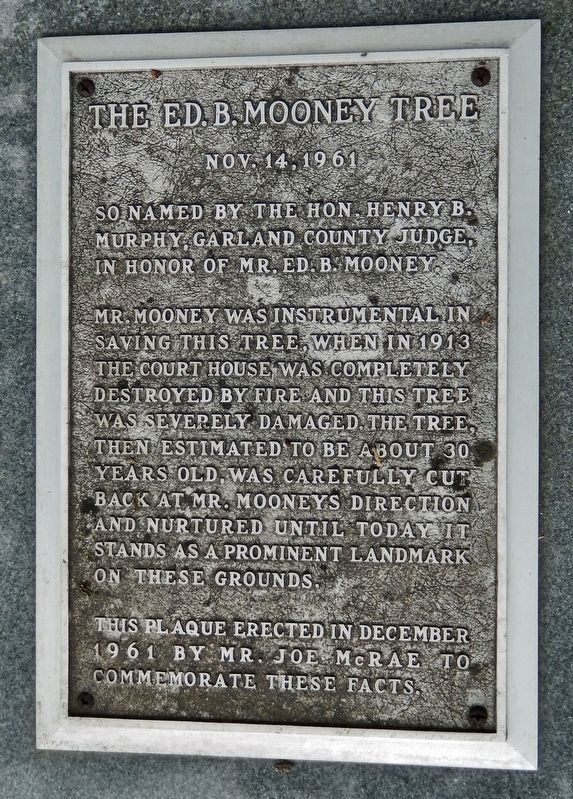 The Ed. B. Mooney Tree Marker. Click for full size. The Ed. B. Mooney Tree Marker image. Click for full size.