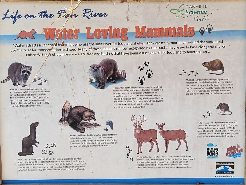 Water Loving Mammals sign. Click for full size. Water Loving Mammals sign image. Click for full size.