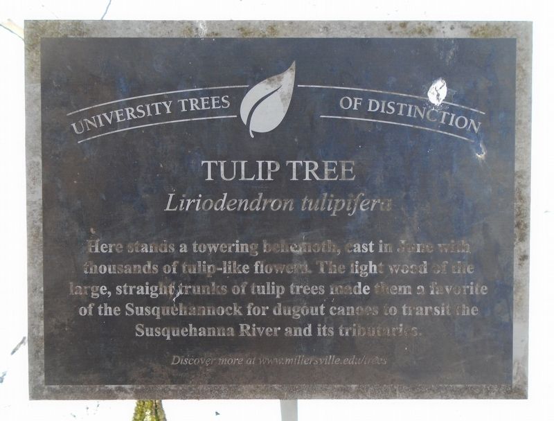 Tulip Tree Marker. Click for full size. Tulip Tree Marker image. Click for full size.