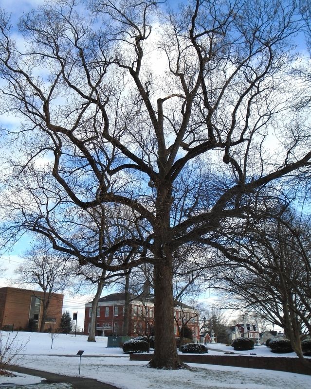 Tulip Tree and Marker. Click for full size. Tulip Tree and Marker image. Click for full size.