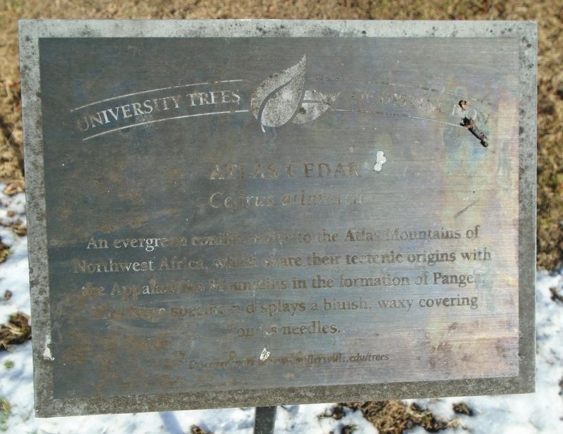 Atlas Cedar Marker image. Click for full size.