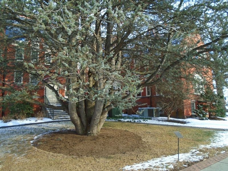 Atlas Cedar and Marker image. Click for full size.