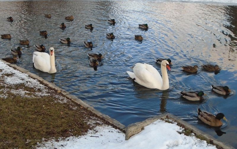 Miller and S'ville in the Pond with Friends image. Click for full size.