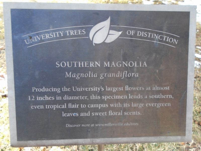 Southern Magnolia Marker image. Click for full size.
