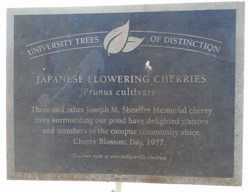 Japanese Flowering Cherries Marker image. Click for full size.