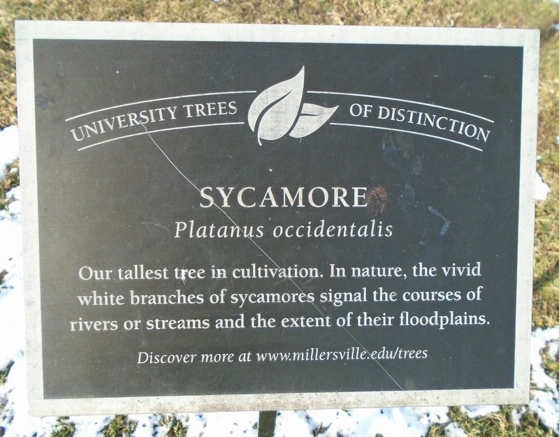Sycamore Marker image. Click for full size.