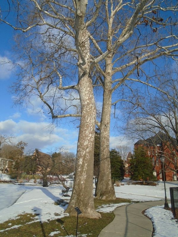 Sycamore Trees and Marker image. Click for full size.
