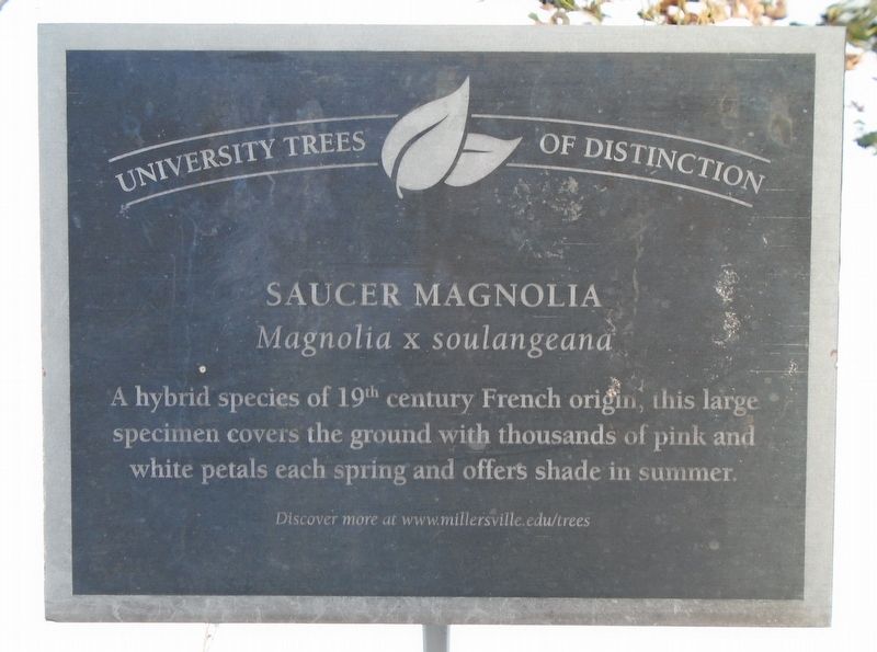 Saucer Magnolia Marker image. Click for full size.