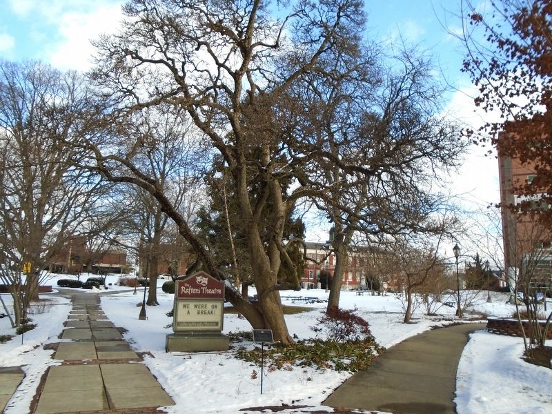 Saucer Magnolia and Marker image. Click for full size.