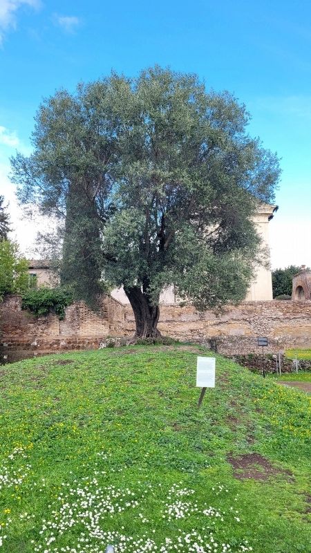 The marker next to an Olive tree in the courtyard image. Click for full size.