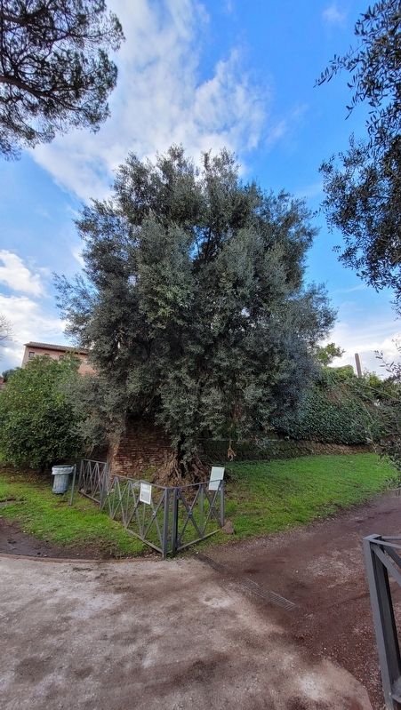 The view of an Olive tree and Marker. Click for full size. The view of an Olive tree and Marker image. Click for full size.