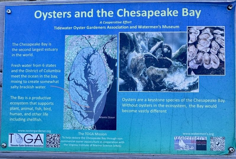Oysters and the Chesapeake Bay Marker image. Click for full size.