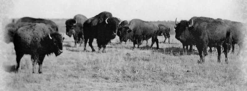 Marker detail: Bison. Click for full size. Marker detail: Bison image. Click for full size.