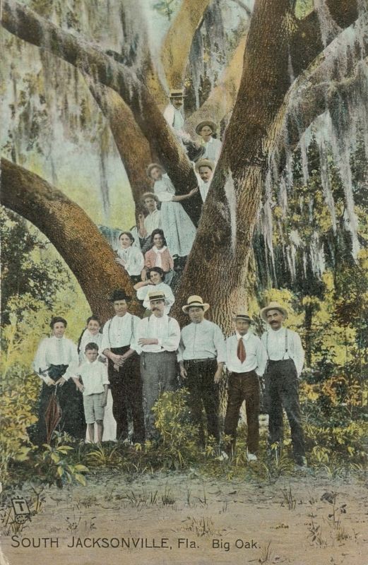 Big Oak. Click for full size. Big Oak image. Click for full size.