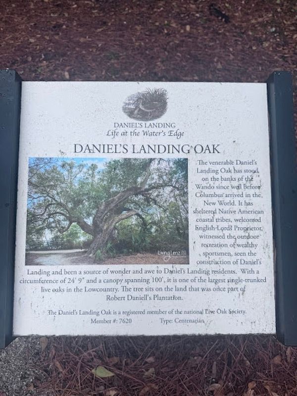 Daniel's Landing Oak Marker. Click for full size. Daniel's Landing Oak Marker image. Click for full size.