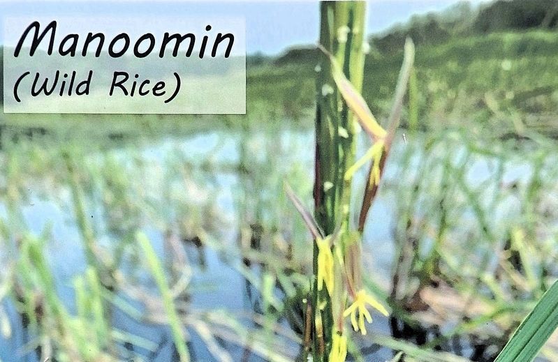 Marker detail: Manoomin (Wild Rice) image. Click for full size.