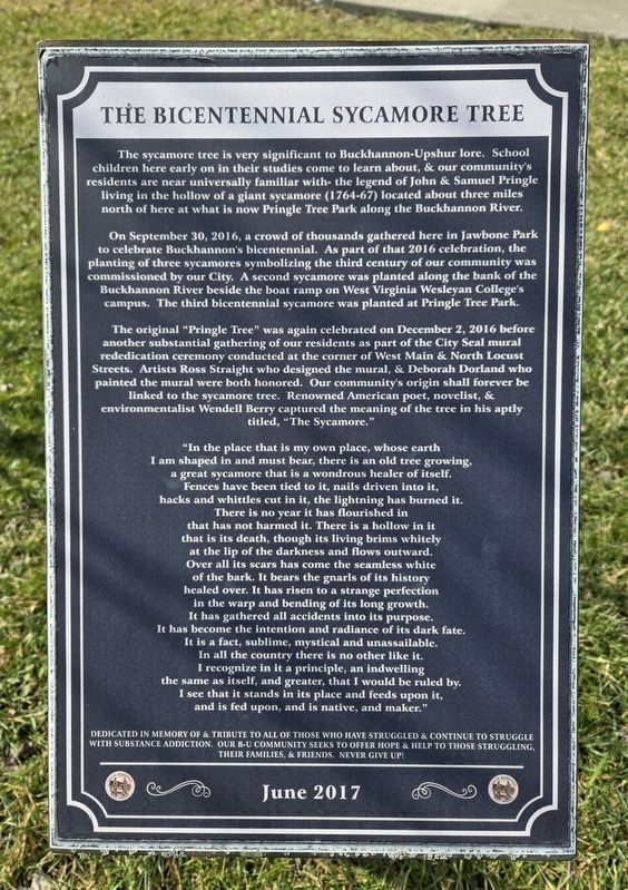 The Bicentennial Sycamore Tree Marker. Click for full size. The Bicentennial Sycamore Tree Marker image. Click for full size.