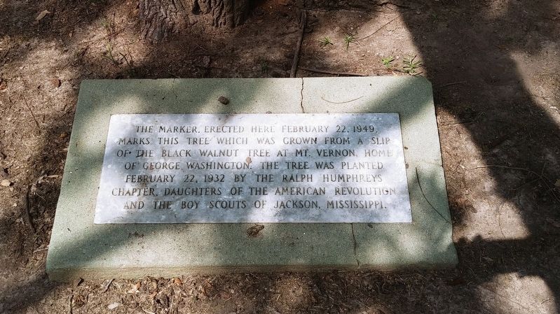 Mt. Vernon Black Walnut Tree Marker. Click for full size. Mt. Vernon Black Walnut Tree Marker image. Click for full size.