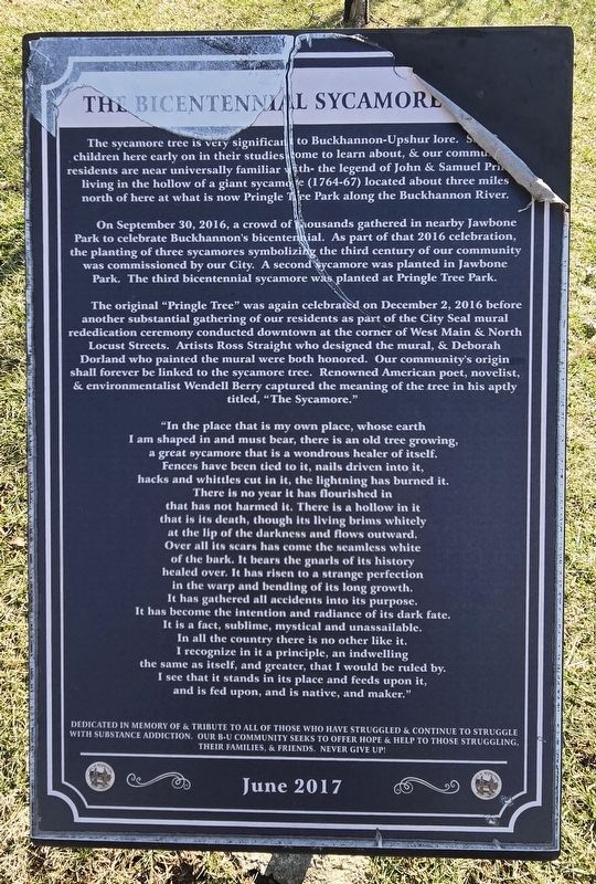 The Bicentennial Sycamore Marker. Click for full size. The Bicentennial Sycamore Marker image. Click for full size.