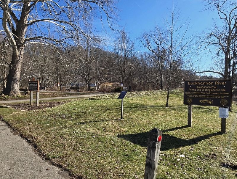 The Bicentennial Sycamore Marker. Click for full size. The Bicentennial Sycamore Marker image. Click for full size.
