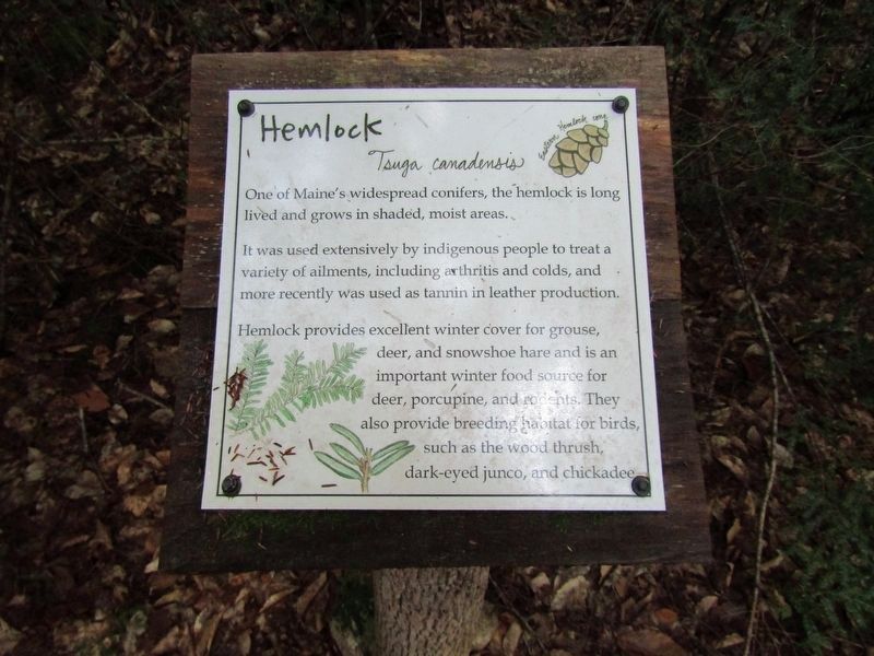Hemlock Marker. Click for full size. Hemlock Marker image. Click for full size.