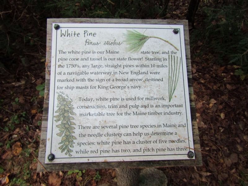 White Pine Marker. Click for full size. White Pine Marker image. Click for full size.
