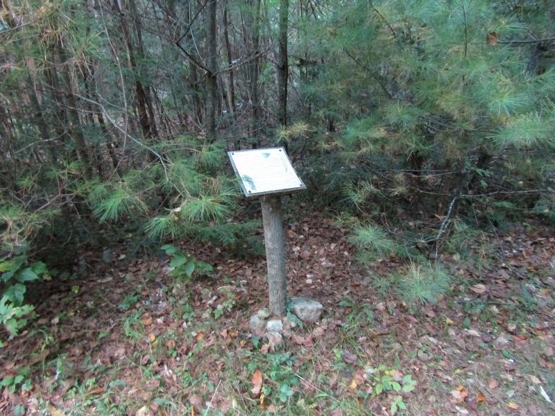 White Pine Marker. Click for full size. White Pine Marker image. Click for full size.