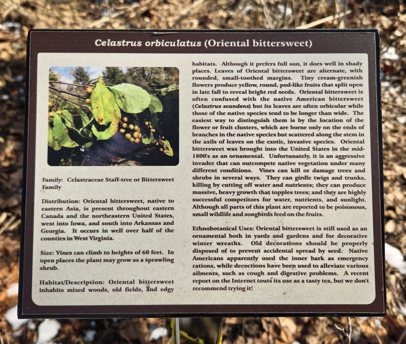 <i>Celastrus orbiculatus</i> (Oriental bittersweet) Marker. Click for full size. <i>Celastrus orbiculatus</i> (Oriental bittersweet) Marker image. Click for full size.