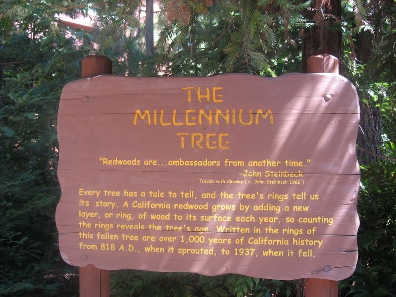 The Millennium Tree Marker image. Click for full size.