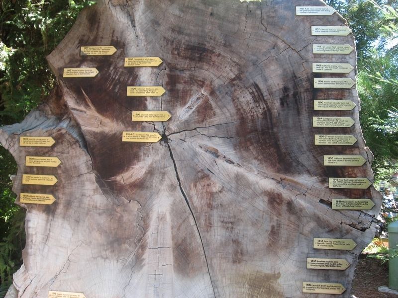 The Millennium Tree image. Click for full size.