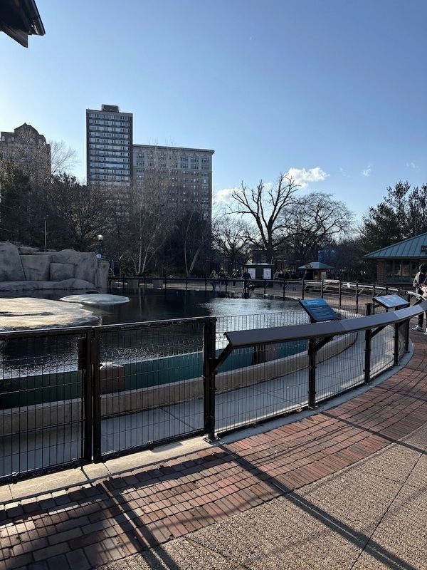 The Seal Pool at Lincoln Park Zoo image. Click for full size.