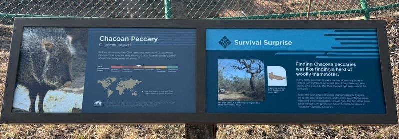 Chacoan Peccary Marker. Click for full size. Chacoan Peccary Marker image. Click for full size.
