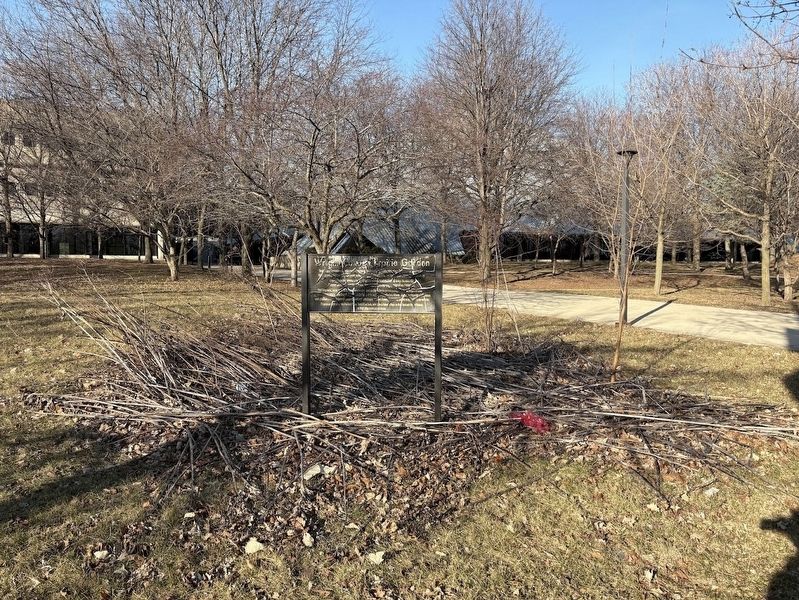 Wright College Prairie Garden image. Click for full size.