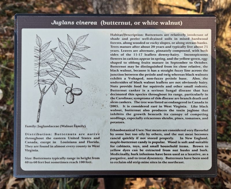 <i>Juglans cinerea</i> (butternut, or white walnut) Marker image. Click for full size.