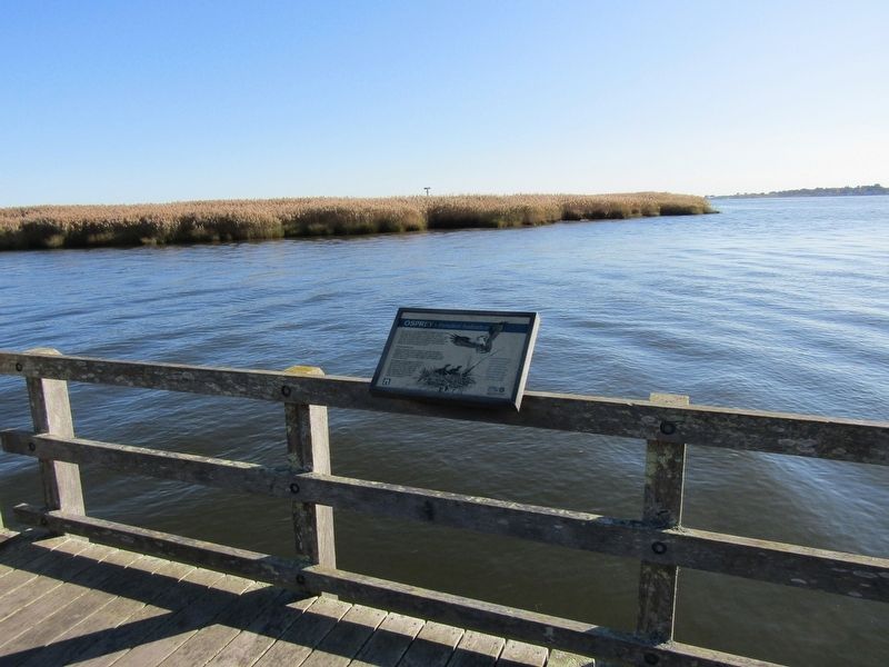 Osprey Marker. Click for full size. Osprey Marker image. Click for full size.
