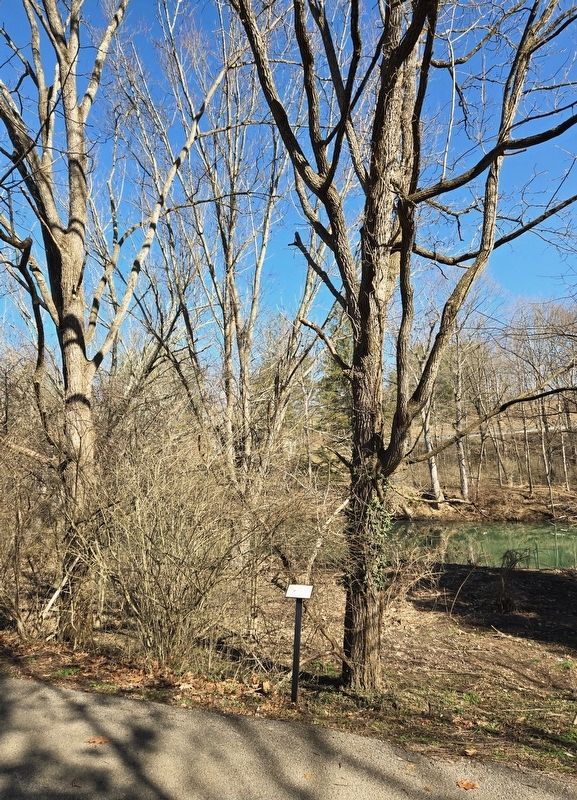 <i>Juglans nigra</i> (black walnut) Marker. Click for full size. <i>Juglans nigra</i> (black walnut) Marker image. Click for full size.