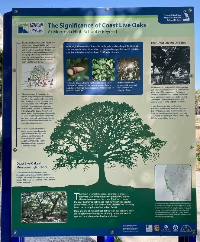 Coast Live Oaks Marker image. Click for full size.