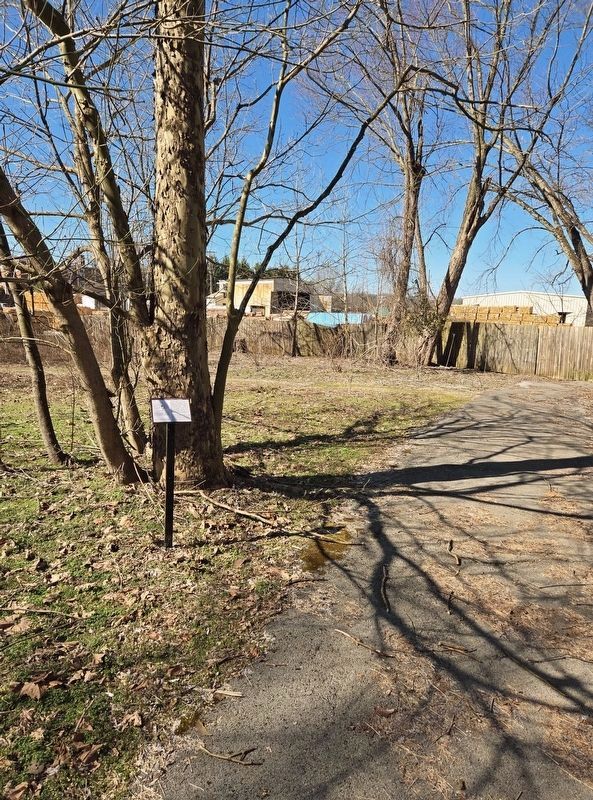 <i>Platanus occidentalis</i> (American sycamore) Marker image. Click for full size.