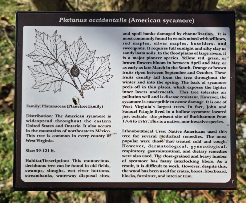 <i>Platanus occidentalis</i> (American sycamore) Marker image. Click for full size.