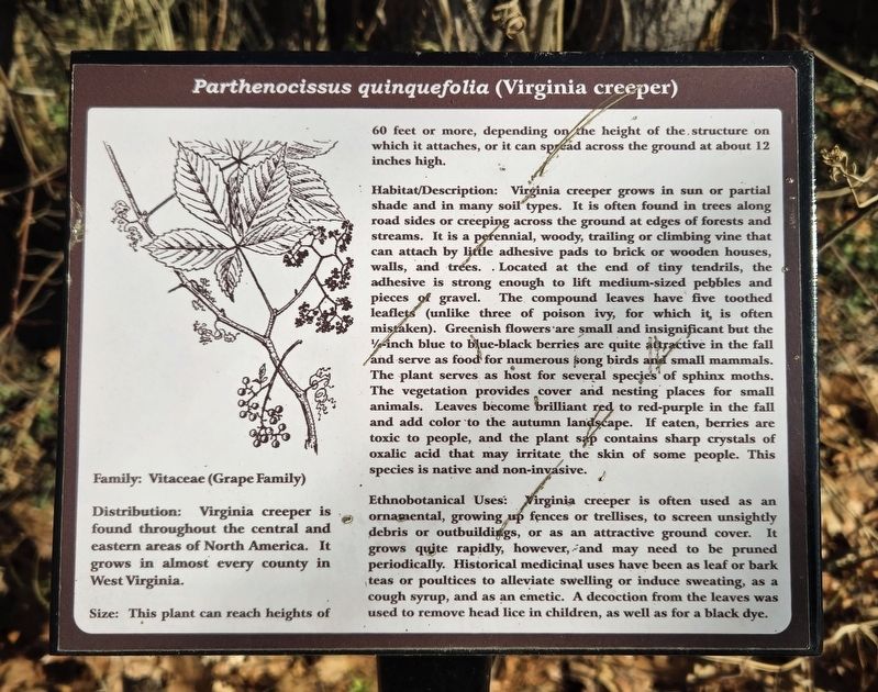 <i>Parthenocissus quinquefolia</i> (Virginia creeper) Marker. Click for full size. <i>Parthenocissus quinquefolia</i> (Virginia creeper) Marker image. Click for full size.